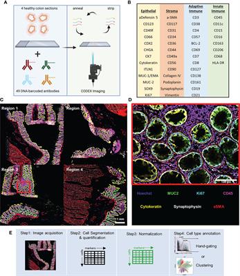 Strategies for Accurate Cell Type Identification in CODEX Multiplexed Imaging Data